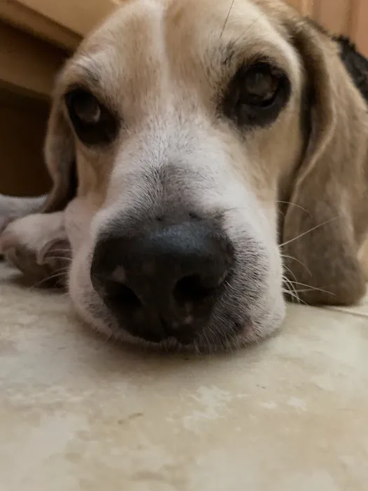 Lovet Pet Health Care - North Buckeye Picture 10