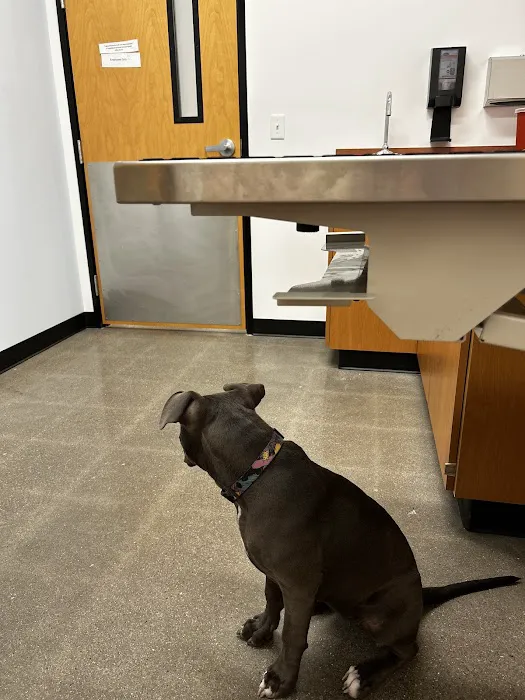 PetSmart Veterinary Services - Buckeye (Sundance) Picture 7