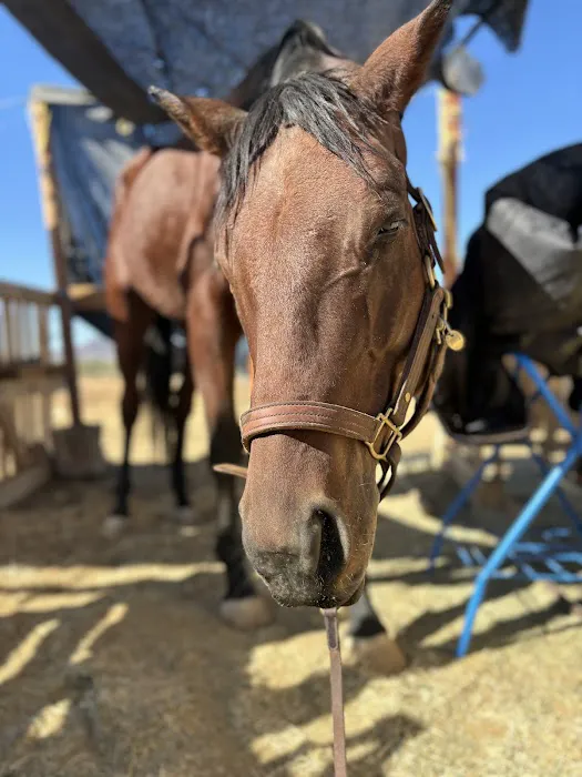 Desert Edge Equine Picture 1