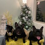 North Star Animal Hospital at Estrella, PLLC