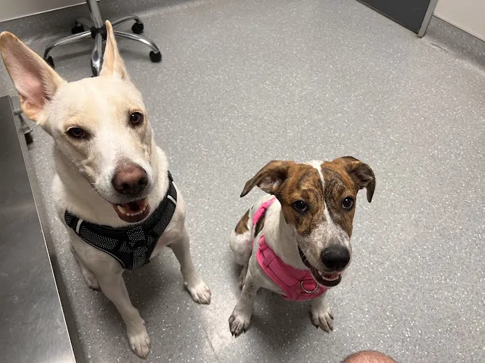 North Star Animal Hospital at Estrella, PLLC Picture 6
