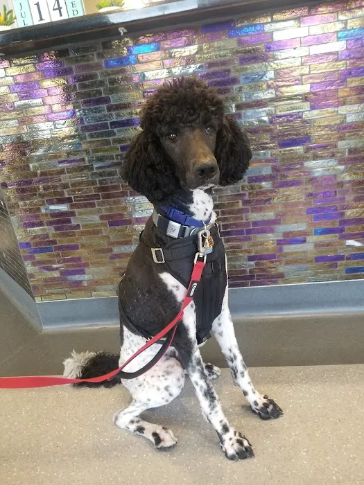 North Star Animal Hospital at Estrella, PLLC Picture 8
