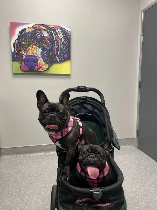 North Star Animal Hospital at Estrella, PLLC Picture 10