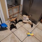 Buckeye Veterinary Services