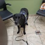 Lovet Pet Health Care - Verrado