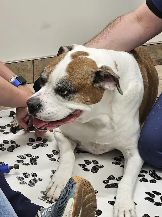 Lovet Pet Health Care - Verrado Picture 3