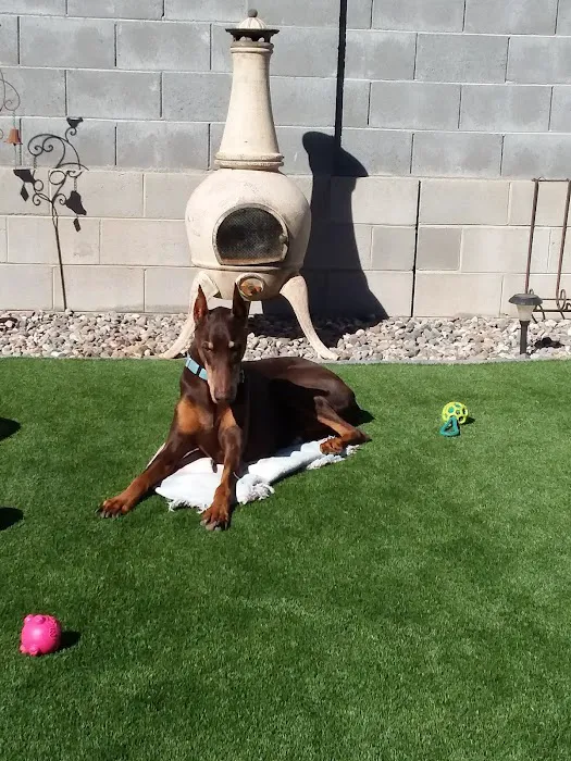 Lovet Pet Health Care - Verrado Picture 7