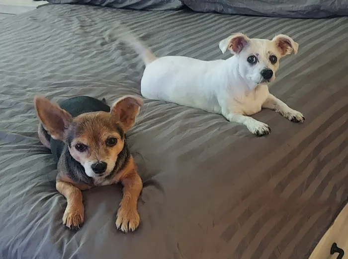 Lovet Pet Health Care - Verrado Picture 8