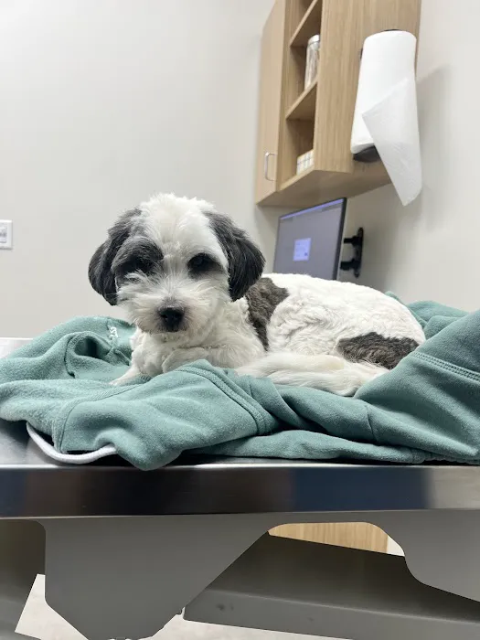 CityVet | Surprise Picture 1