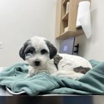 CityVet | Surprise