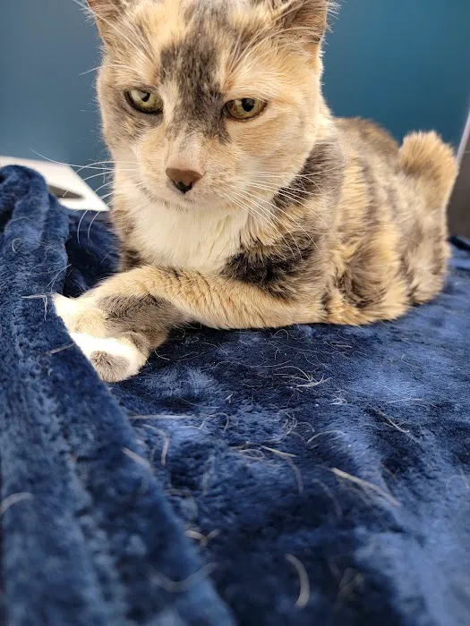CityVet | Surprise Picture 4