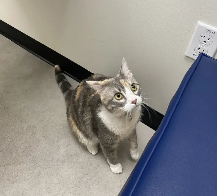 CityVet | Surprise Picture 6