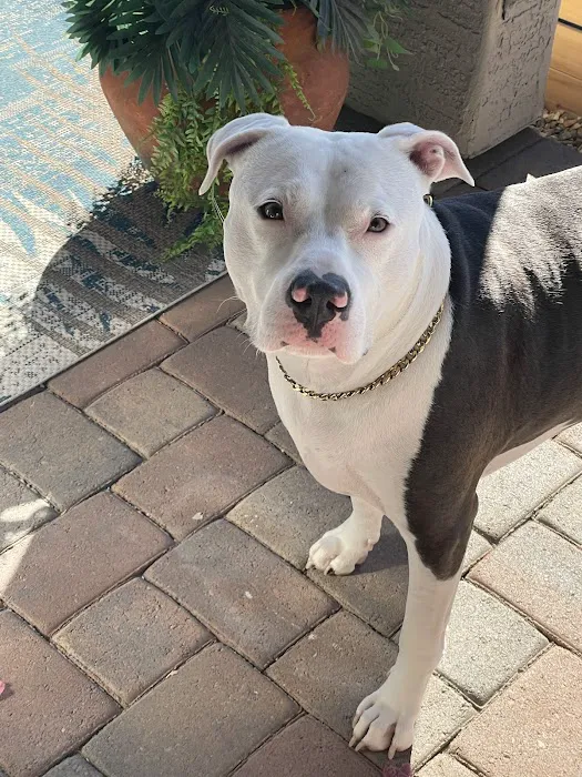 CityVet | Surprise Picture 7