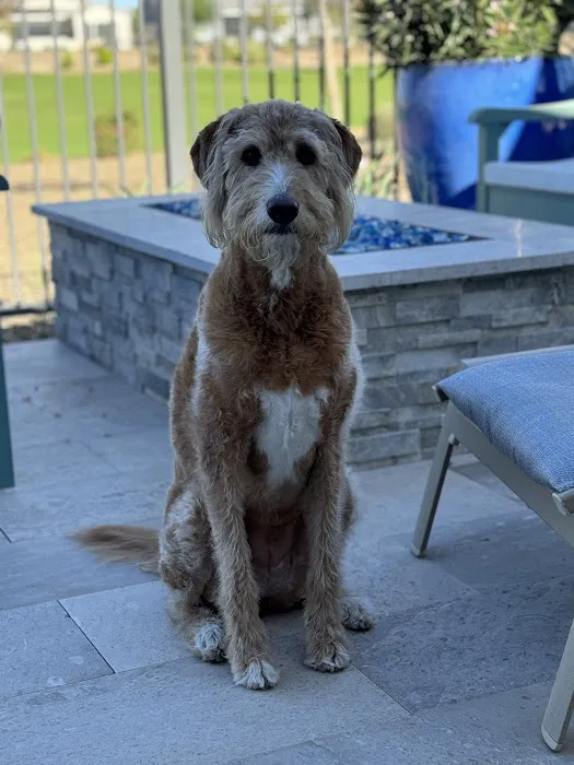 CityVet | Surprise Picture 10