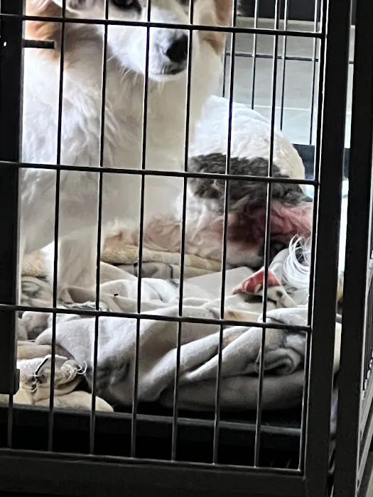 CityVet | Surprise Picture 8