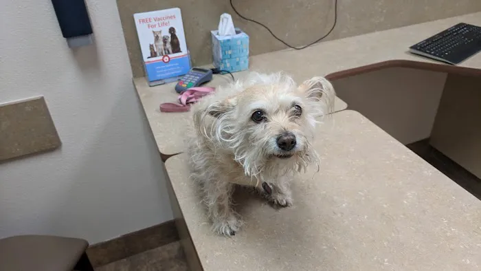 Lovet Pet Health Care - White Tanks Picture 7