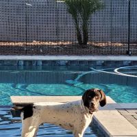 All-Star Animal Hospital ico