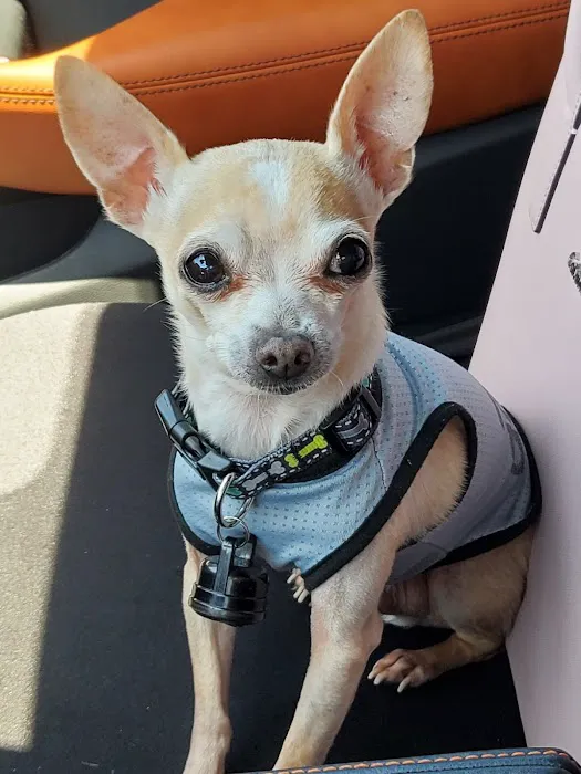 Animal Medical Center of Surprise Picture 4