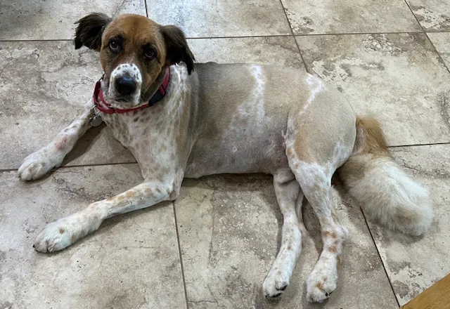 Animal Medical Center of Surprise Picture 6