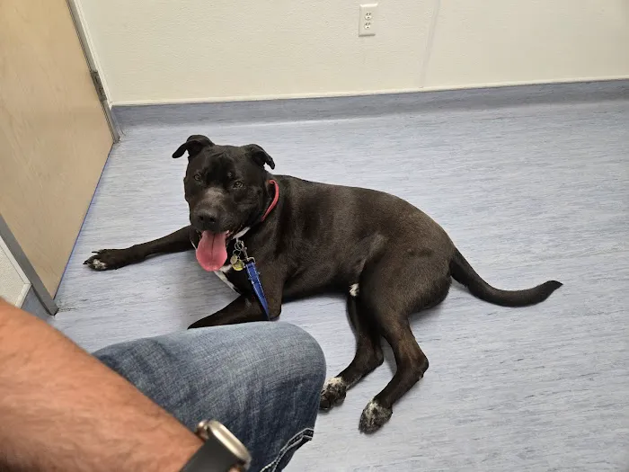 Animal Medical Center of Surprise Picture 7