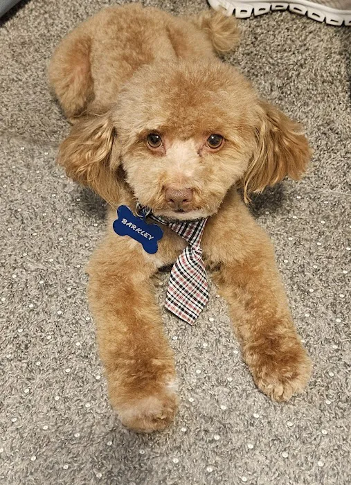 Animal Medical Center of Surprise Picture 10
