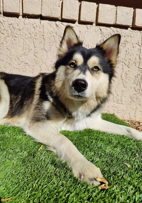Urgent Petcare Picture 6