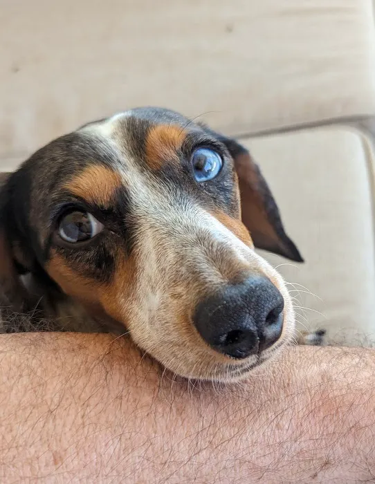 Urgent Petcare Picture 10