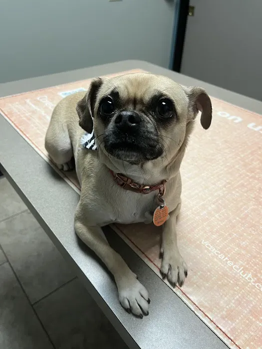 VCA El Mirage Animal Hospital Picture 10