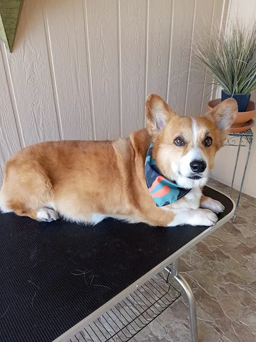 Bell Parkway Veterinary Hospital Picture 4