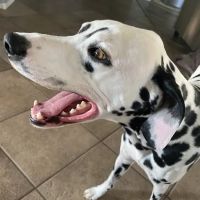Purrfurred Pets Veterinary Clinic ico