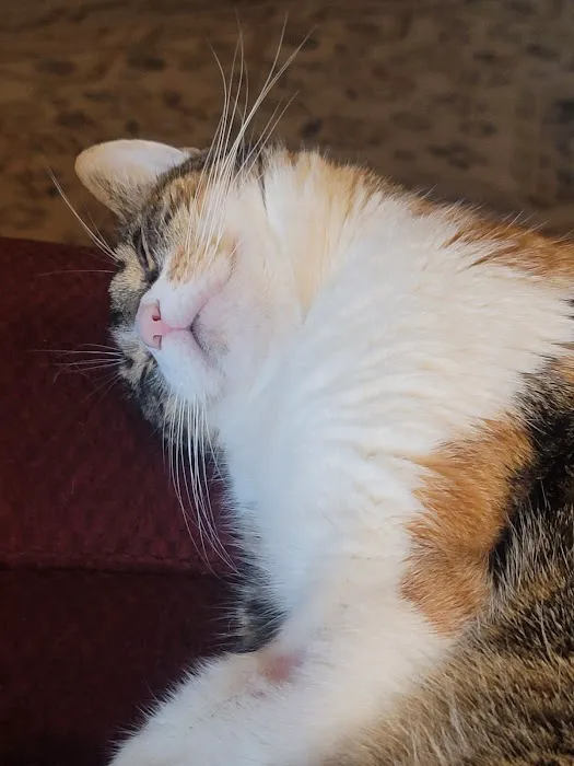 Purrfurred Pets Veterinary Clinic Picture 3