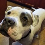 Sun City West Animal Hospital