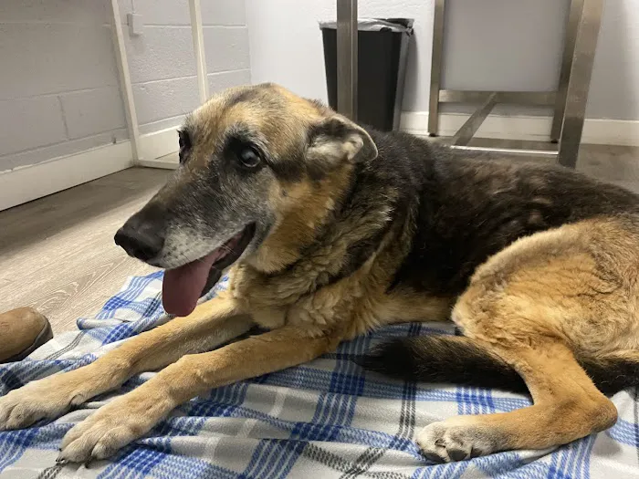 Sun City West Animal Hospital Picture 4