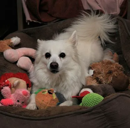 Sun City West Animal Hospital Picture 6