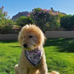 Arizona Animal Hospital