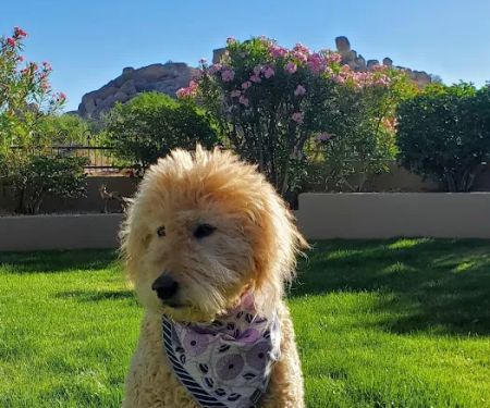 Arizona Animal Hospital