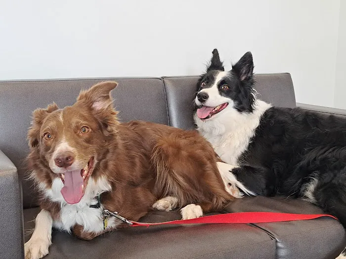 Arizona Animal Hospital Picture 2
