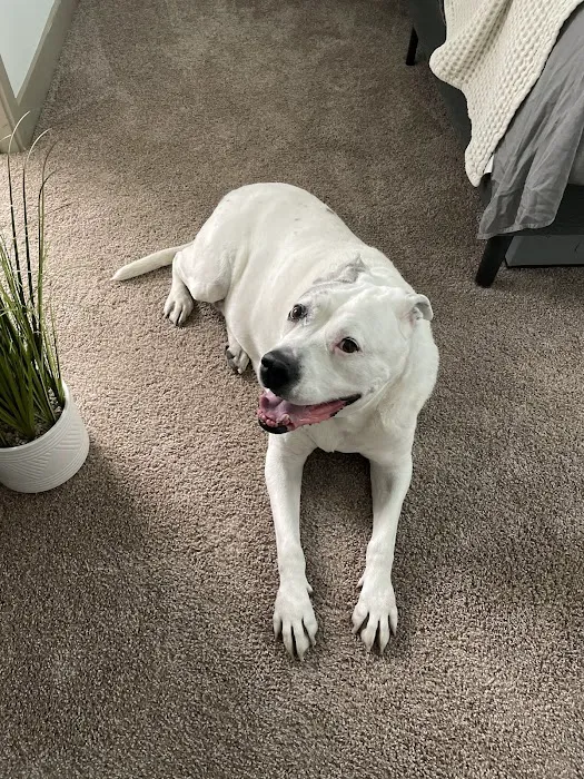 Arizona Animal Hospital Picture 4