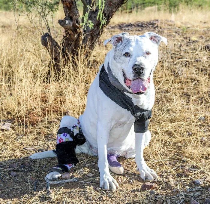 Arizona Animal Hospital Picture 6