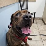 Lovet Pet Health Care - Norterra