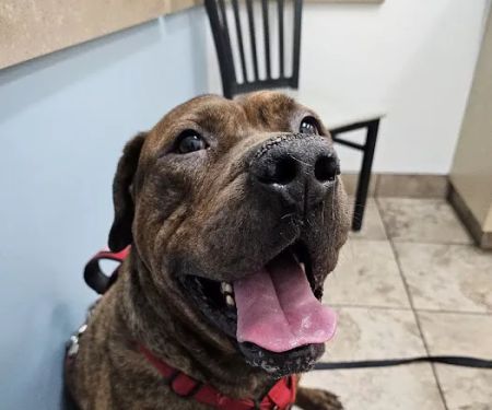 Lovet Pet Health Care - Norterra