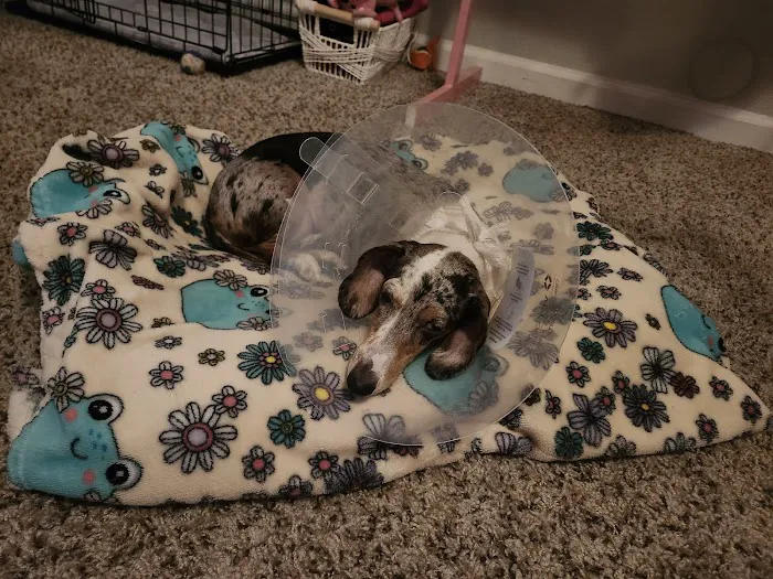 Lovet Pet Health Care - Norterra Picture 8