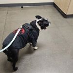Vetco Total Care Animal Hospital