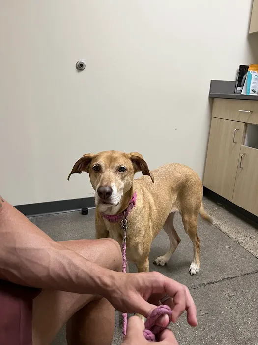 Vetco Total Care Animal Hospital Picture 9