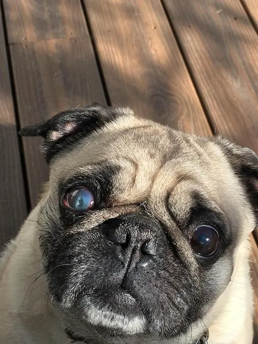 Eye Care for Animals - Phoenix Picture 1