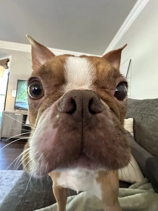Eye Care for Animals - Phoenix Picture 4