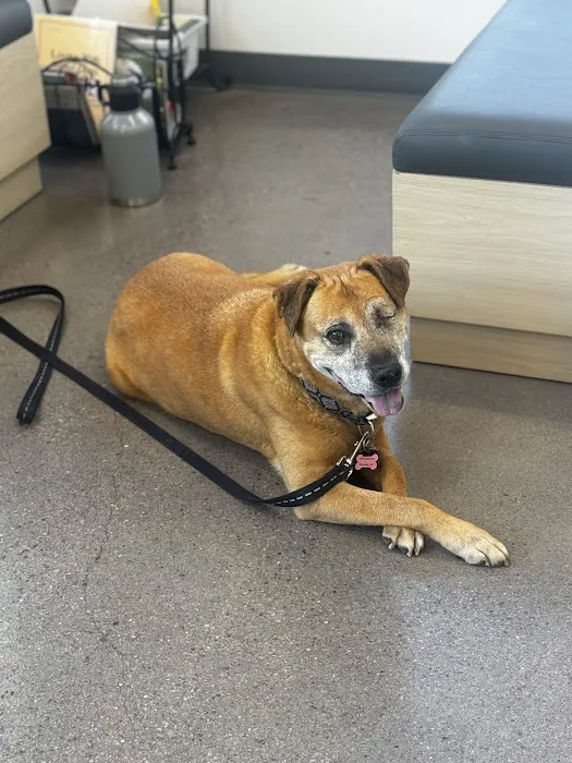Eye Care for Animals - Phoenix Picture 5