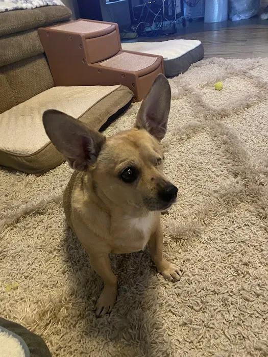 Eye Care for Animals - Phoenix Picture 3