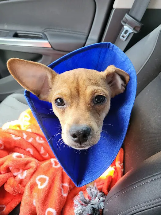 SNiP Vet - Spay Neuter in Phoenix Picture 6
