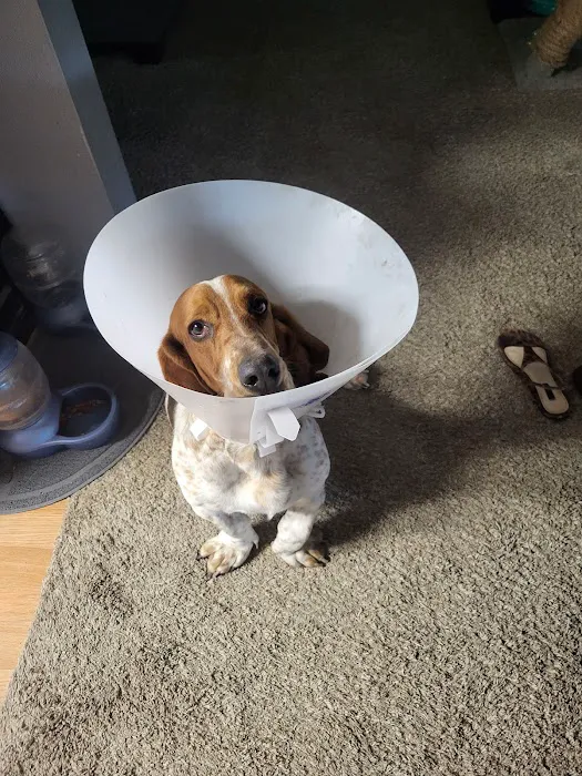 SNiP Vet - Spay Neuter in Phoenix Picture 4